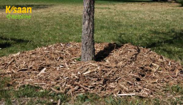 छाल मूल के प्रकार:  खेत क्षेत्र में लकड़ी के मल्च का उपयोग करने के लिए टिप्स